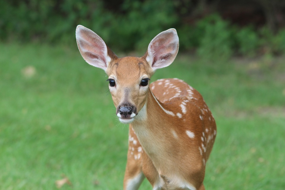This Cades Cove Bus Tour Deer is waiting for you to come see him!