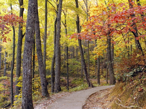 The Laurel Falls Path Will Take You Straight To The Waterfall