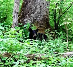 During Wilderness Wildlife Week Little Smoky the bear was playing along with his mom and a sibling along the road.